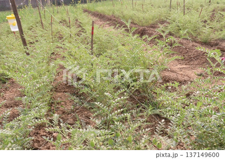 Chickpea plant on farm for harvest Chickpea plant on farm for harvest 137149600