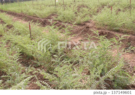 Chickpea plant on farm for harvest 137149601
