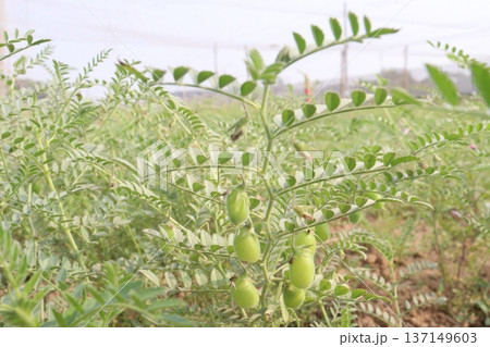 Chickpea plant on farm for harvest 137149603