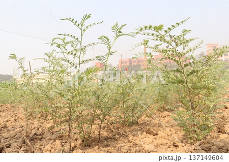 Chickpea plant on farm for harvest 137149604