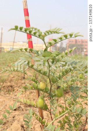 Chickpea plant on farm for harvest Chickpea plant on farm for harvest 137149610