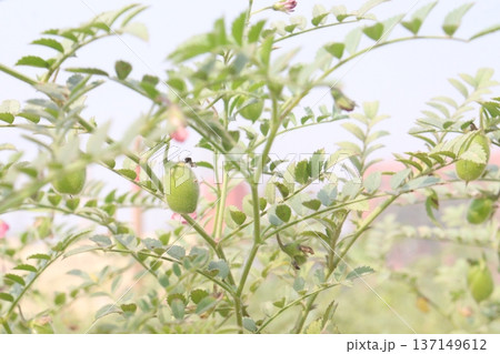 Chickpea plant on farm for harvest Chickpea plant on farm for harvest 137149612