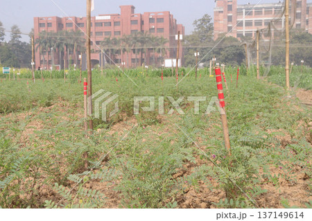 Chickpea plant on farm for harvest 137149614