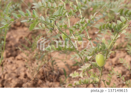 Chickpea plant on farm for harvest Chickpea plant on farm for harvest 137149615