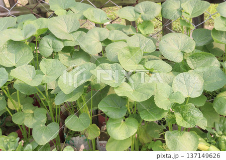 Malva parviflora or Cheeseweed farm 137149626