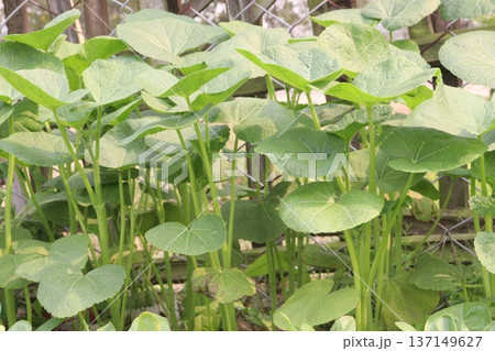 Malva parviflora or Cheeseweed farm Malva parviflora or Cheeseweed farm 137149627