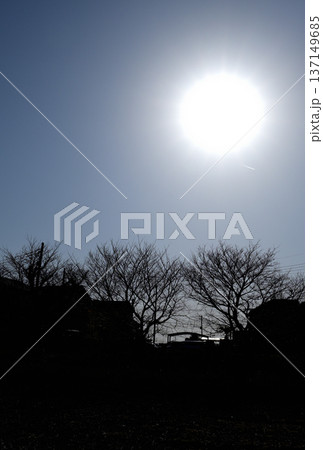 春の訪れを告げる太陽と樹木の影 春の訪れを告げる太陽と樹木の影 137149685