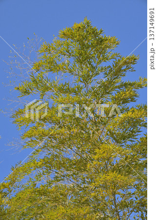 青空に映える笹の木 137149691