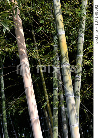 竹林の奥、笹の葉の影 137149692