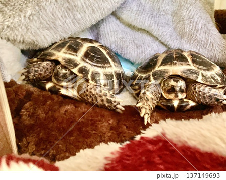 姉妹で寝るロシアリクガメ 137149693