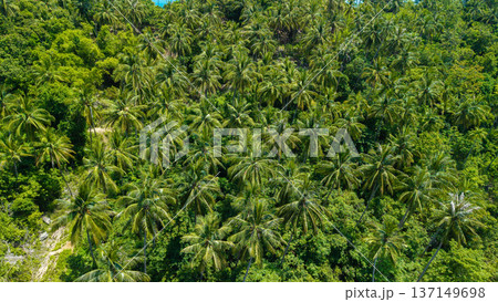 Aerial view of tropical palm forest on Koh Samui island Thailand 137149698
