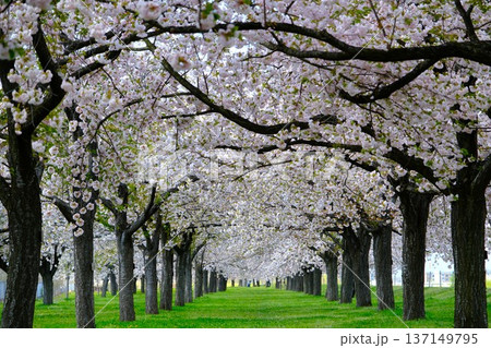春爛漫の桜並木 春爛漫の桜並木 137149795