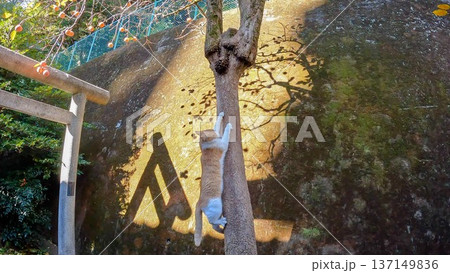 港区六本木2丁目に鎮座　久國神社の猫 137149836