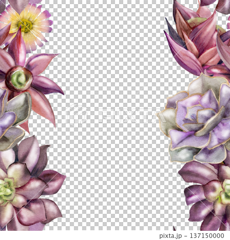 Mauve, purple rosette araucaria, echeveria succulents, daisy cactus flowers. Isolated illustration hand drawn in watercolor. Seamless banner for creative agencies, eco startup, contemporary home decor Mauve, purple rosette araucaria, echeveria succulents, daisy cactus flowers. Isolated illustration hand drawn in watercolor. Seamless banner for creative agencies, eco startup, contemporary home decor 137150000