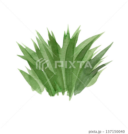 Watercolor illustration of a lush green grass tuft with organic paint texture and expressive brushstrokes. Ideal for nature-themed designs, eco-friendly concepts, spring meadows, and botanical art. 137150040