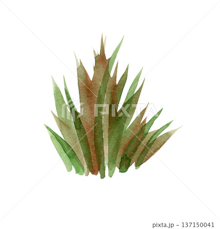 Hand-painted watercolor illustration of a tall green grass tuft with sharp leaves. A vibrant botanical element with organic textures, perfect for nature scenes, spring designs, and garden art. 137150041