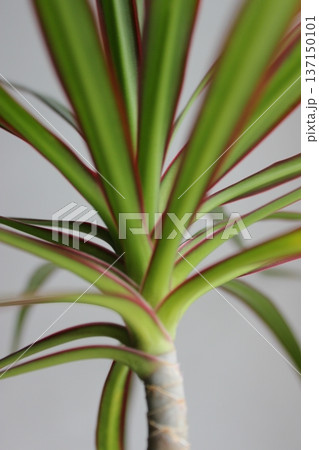 Closeup View Of Young Dracaena Palm Stem With Soft Leaves Closeup View Of Young Dracaena Palm Stem With Soft Leaves 137150101