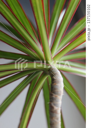 Pattern Of Green Leaves On A Palm Sprout On White. Exotic Plants Image For Vertical Backgrounds  137150102
