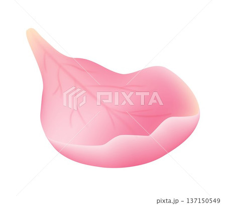 Single pink sakura petal isolated on white background. Delicate cherry blossom element with soft gradient. Floral vector illustration for design, wedding, beauty and spring projects 137150549