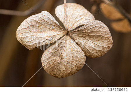 冬の山　枯れたアジサイの花のクローズアップ02 137150622