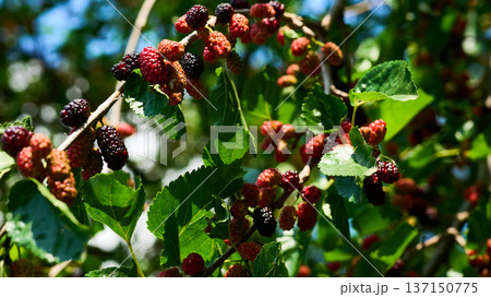 Fresh ripening red mulberry berries on green spring branch Fresh ripening red mulberry berries on green spring branch 137150775