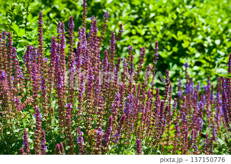Scent of summer.Pink magenta sage salvia flowers,meadow Scent of summer.Pink magenta sage salvia flowers,meadow 137150776