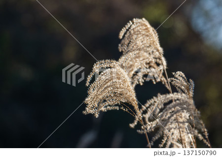 冬の山　ススキの穂が日差しで輝く03 137150790