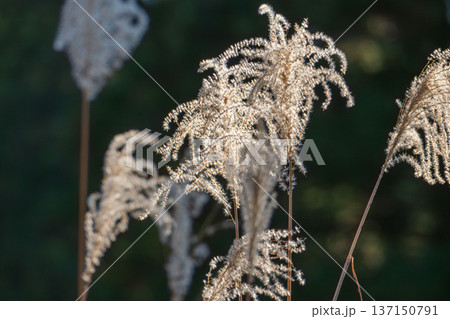 冬の山　ススキの穂が日差しで輝く04 137150791