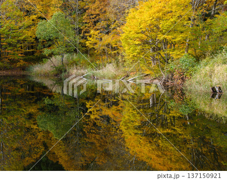 【秋山郷】秋の天池_03 137150921