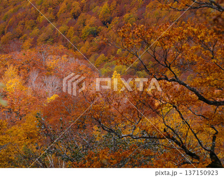 【秋山郷】秋の秋山郷_02 【秋山郷】秋の秋山郷_02 137150923