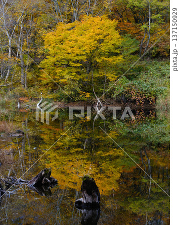 【秋山郷】秋の天池_02 137150929