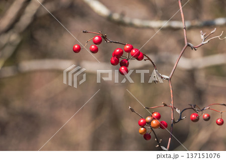 冬の森　サルトリイバラの赤い実が日差しで輝く05 137151076