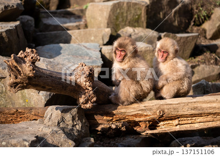 Japanese Snow monkey kids on trunk of Jigokudani Park, Yamanouchi Japanese Snow monkey kids on trunk of Jigokudani Park, Yamanouchi 137151106