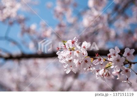 Pink cherry blossom or sakura flower blooming, Nagoya 137151119