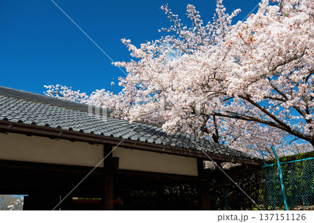 white cherry sakura  blossom  over Nagoya castle roof in spring, Japan 137151126