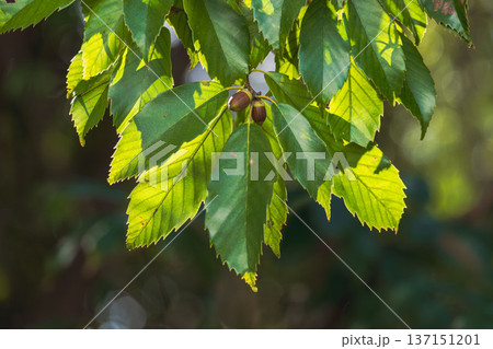 冬の森　日差しに輝き透ける木の葉とドングリのアップ09 137151201