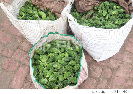 Raw Bitter melon Stock on Shop for sell Raw Bitter melon Stock on Shop for sell 137151409