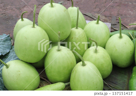 bottle guard stock on shop are cash crops bottle guard stock on shop are cash crops 137151417