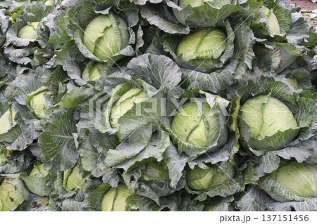 cabbage on shop for sell are cash crops 137151456
