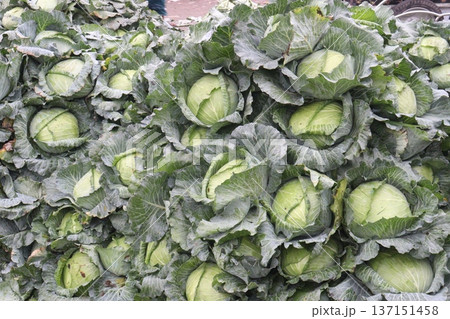 cabbage on shop for sell are cash crops 137151458