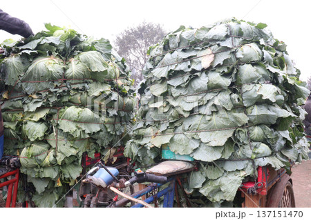 cabbage on shop for sell are cash crops 137151470