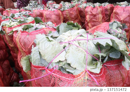 cabbage on net bag in shop for sell are cash crops cabbage on net bag in shop for sell are cash crops 137151472