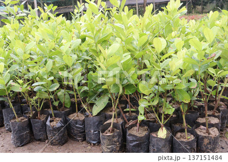 Carissa carandas plant on farm for sell Carissa carandas plant on farm for sell 137151484