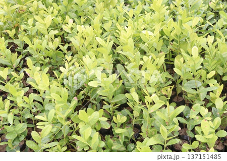 Carissa carandas plant on farm for sell 137151485