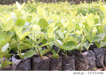 Carissa carandas plant on farm for sell Carissa carandas plant on farm for sell 137151488