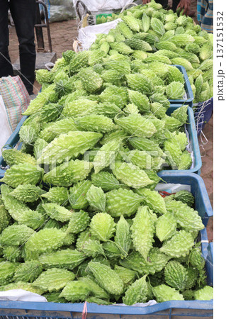 Raw Bitter melon Stock on Shop for sell 137151532