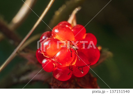 冬の森　フユイチゴの赤い実のマクロ撮影01 137151540