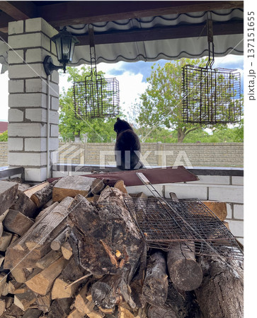 A cat sits in the summer kitchen against a backdrop of stacked firewood 137151655
