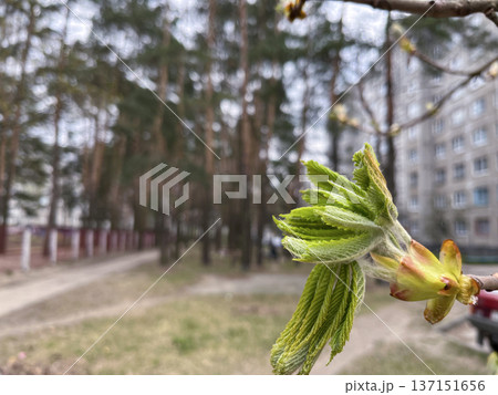 in the city, the first leaves appeared on the chestnut tree in the spring 137151656