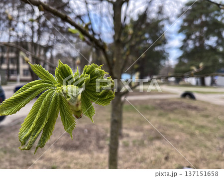 in the city, the first leaves appeared on the chestnut tree in the spring 137151658